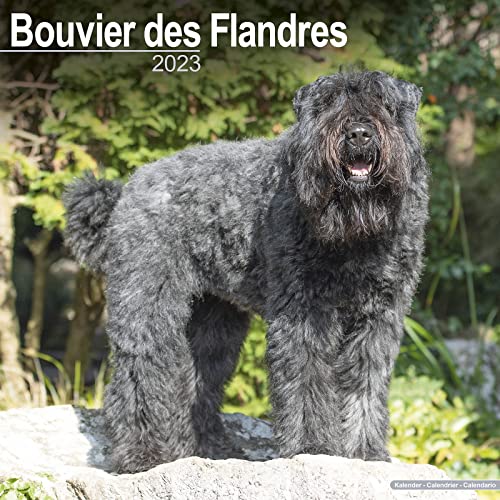 Bouvier des Flandres - Flandrischer Treibhund 2023 -...